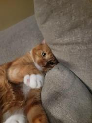 Lost Male Cat last seen 85th ln nw, Coon Rapids, MN 55433