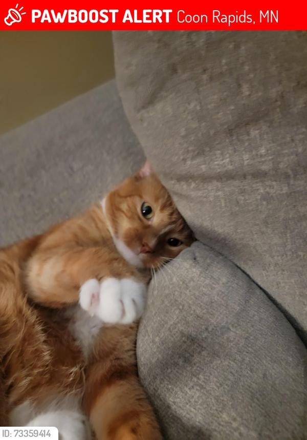 Lost Male Cat last seen 85th ln nw, Coon Rapids, MN 55433