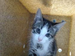 Shelter Stray Female Cat last seen Near BLOCK RUNNING BIRD NW, 11800 Sunset Gardens Rd SW, Albuquerque, NM 87121, USA