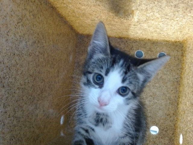 Shelter Stray Female Cat last seen Near BLOCK RUNNING BIRD NW, 11800 Sunset Gardens Rd SW, Albuquerque, NM 87121, USA