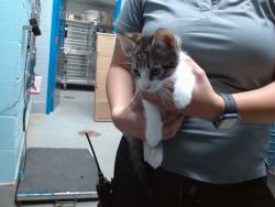 Shelter Stray Male Cat last seen Near BLOCK RUNNING BIRD NW, 11800 Sunset Gardens Rd SW, Albuquerque, NM 87121, USA