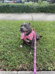 Shelter Stray Female Dog last seen Near BLOCK SW & 127, 3599 NW 79th Ave, Doral, FL 33122, USA