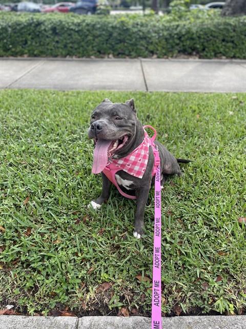 Shelter Stray Female Dog last seen Near BLOCK SW & 127, 3599 NW 79th Ave, Doral, FL 33122, USA