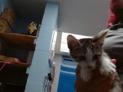 Shelter Stray Male Cat last seen Near BLOCK RUNNING BIRD NW, 11800 Sunset Gardens Rd SW, Albuquerque, NM 87121, USA