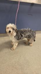 Shelter Stray Female Dog last seen Near BLOCK NW 34TH CT, 3599 NW 79th Ave, Doral, FL 33122, USA