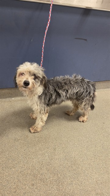 Shelter Stray Female Dog last seen Near BLOCK NW 34TH CT, 3599 NW 79th Ave, Doral, FL 33122, USA