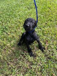 Shelter Stray Female Dog last seen Near BLOCK SW 153RD AVE, 3599 NW 79th Ave, Doral, FL 33122, USA