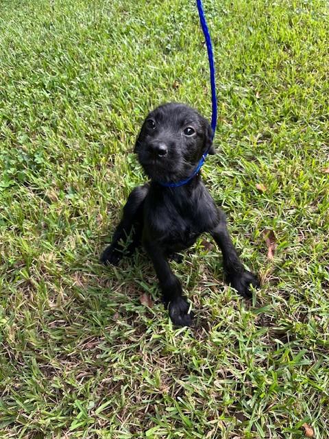 Shelter Stray Female Dog last seen Near BLOCK SW 153RD AVE, 3599 NW 79th Ave, Doral, FL 33122, USA