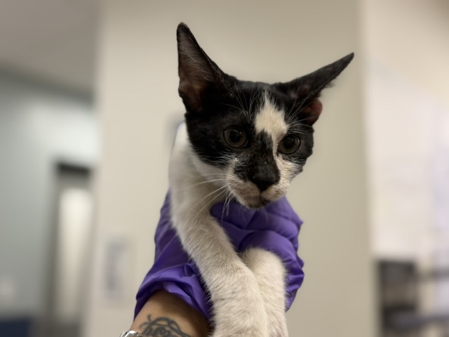 Shelter Stray Male Cat last seen Near BLOCK SW 58 ST, 3599 NW 79th Ave, Doral, FL 33122, USA