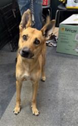 Shelter Stray Female Dog last seen , 3201 Lacy St, Los Angeles, CA 90031, USA
