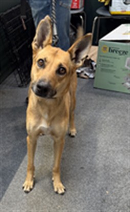 Shelter Stray Female Dog last seen , 3201 Lacy St, Los Angeles, CA 90031, USA