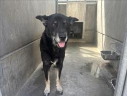 Shelter Stray Male Dog last seen , 957 N Gaffey St, San Pedro, CA 90731, USA