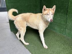 Shelter Stray Male Dog last seen , 5210 W Ave I, Lancaster, CA 93536, USA