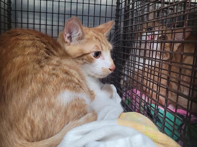 Shelter Stray Male Cat last seen , 957 N Gaffey St, San Pedro, CA 90731, USA