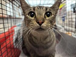 Shelter Stray Female Cat last seen , 957 N Gaffey St, San Pedro, CA 90731, USA