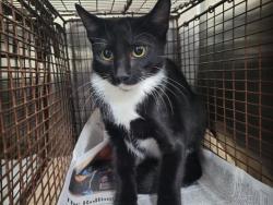 Shelter Stray Male Cat last seen , 957 N Gaffey St, San Pedro, CA 90731, USA