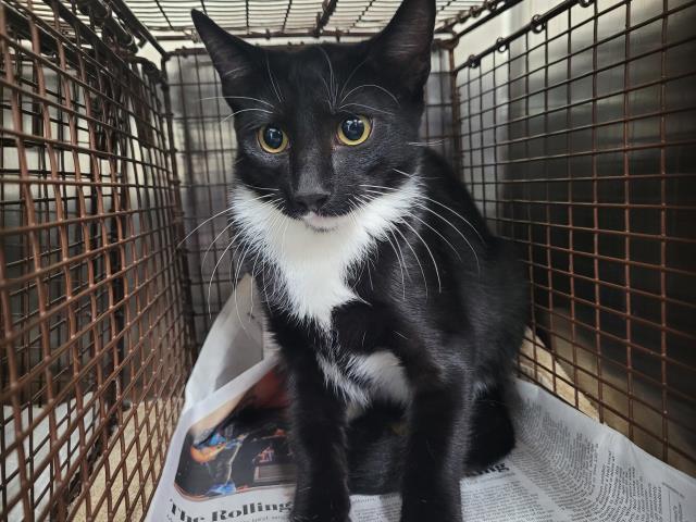 Shelter Stray Male Cat last seen , 957 N Gaffey St, San Pedro, CA 90731, USA