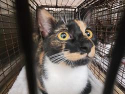 Shelter Stray Female Cat last seen , 957 N Gaffey St, San Pedro, CA 90731, USA