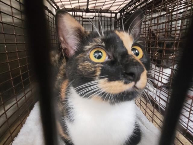Shelter Stray Female Cat last seen , 957 N Gaffey St, San Pedro, CA 90731, USA