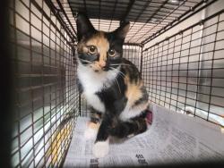 Shelter Stray Female Cat last seen , 957 N Gaffey St, San Pedro, CA 90731, USA