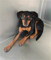 Shelter Stray Female Dog last seen , 4275 Elton St, Baldwin Park, CA 91706, USA