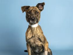 Shelter Stray Male Dog last seen BASELINE RD/S 44TH ST, 5501 E Van Buren St, Phoenix, AZ 85008, USA