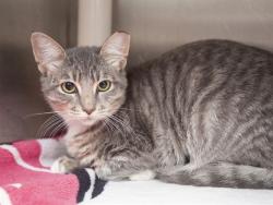 Shelter Stray Female Cat last seen MILL AND BASELINE, 5501 E Van Buren St, Phoenix, AZ 85008, USA