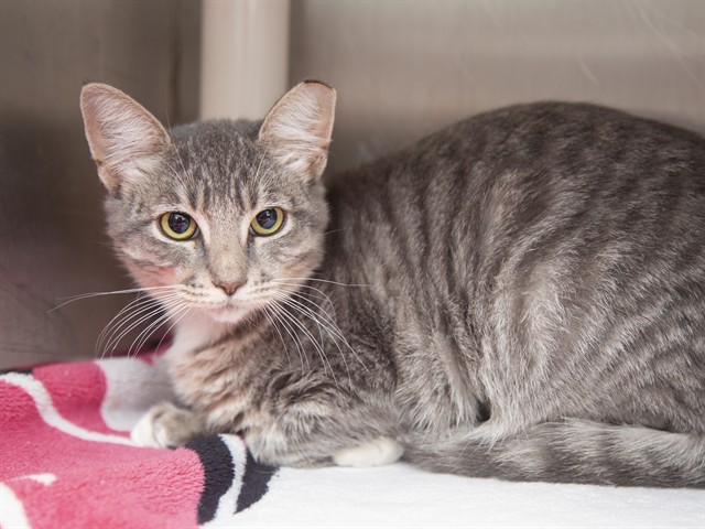 Shelter Stray Female Cat last seen MILL AND BASELINE, 5501 E Van Buren St, Phoenix, AZ 85008, USA
