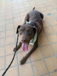 Shelter Stray Female Dog last seen Near BLK KING ST,BAKERSFIELD,CA, 201 S Mt Vernon Ave, Bakersfield, CA 93307, USA