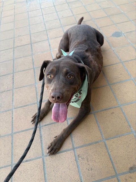 Shelter Stray Female Dog last seen Near BLK KING ST,BAKERSFIELD,CA, 201 S Mt Vernon Ave, Bakersfield, CA 93307, USA