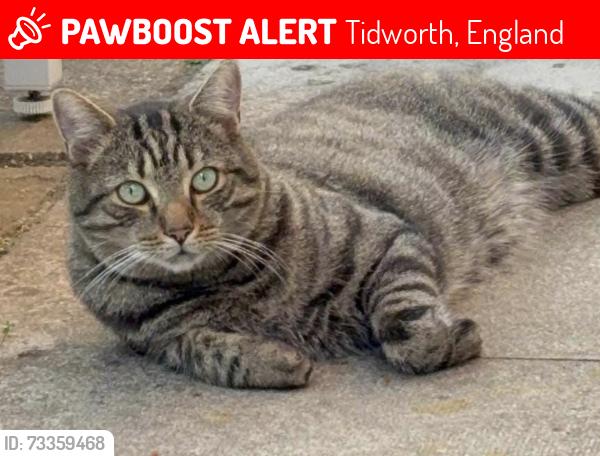 Lost Male Cat last seen Bourneroad tidworth, Tidworth, England 