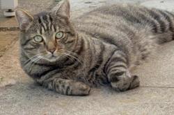 Lost Male Cat last seen Bourneroad tidworth, Tidworth, England 