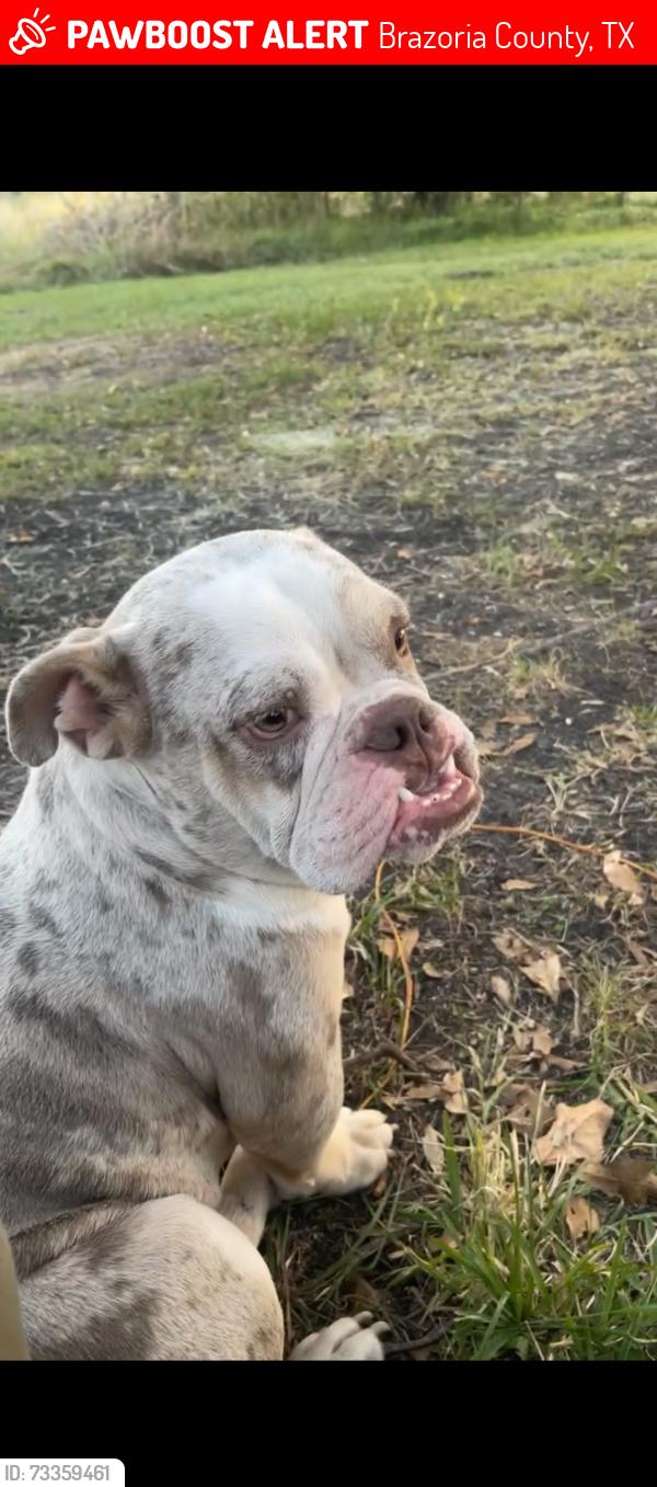 Lost Male Dog last seen County rd 31, Brazoria County, TX 77515