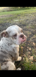 Lost Male Dog last seen County rd 31, Brazoria County, TX 77515