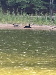 Found/Stray Unknown Dog last seen Off of Clarks bridge near the Lake Lanier Olympic Park, Gainesville, GA 30506