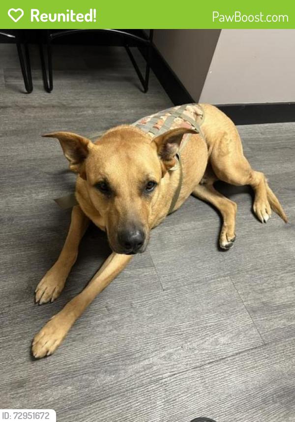 Reunited Male Dog last seen On Fraser Ave, Between Hubbard & Whittier Blvd, Los Angeles, CA 90022