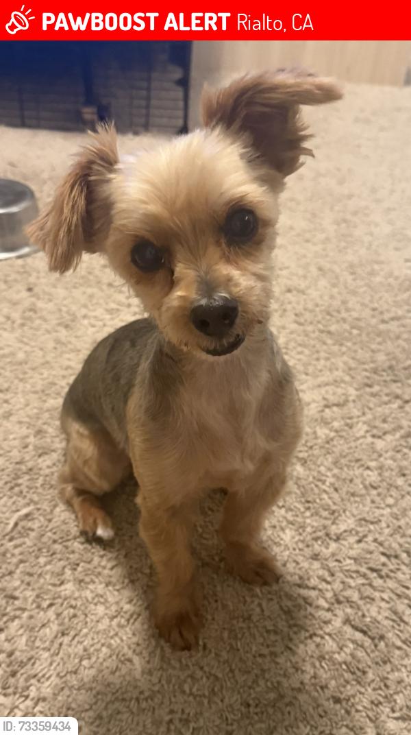 Lost Female Dog last seen Spruce St & Casmalia St in Rialto CA, Rialto, CA 92377