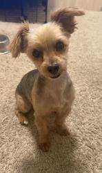 Lost Female Dog last seen Spruce St & Casmalia St in Rialto CA, Rialto, CA 92377
