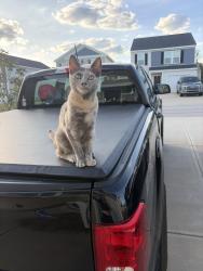 Found/Stray Unknown Cat last seen Near Mapleton drive, Columbia, SC 29223