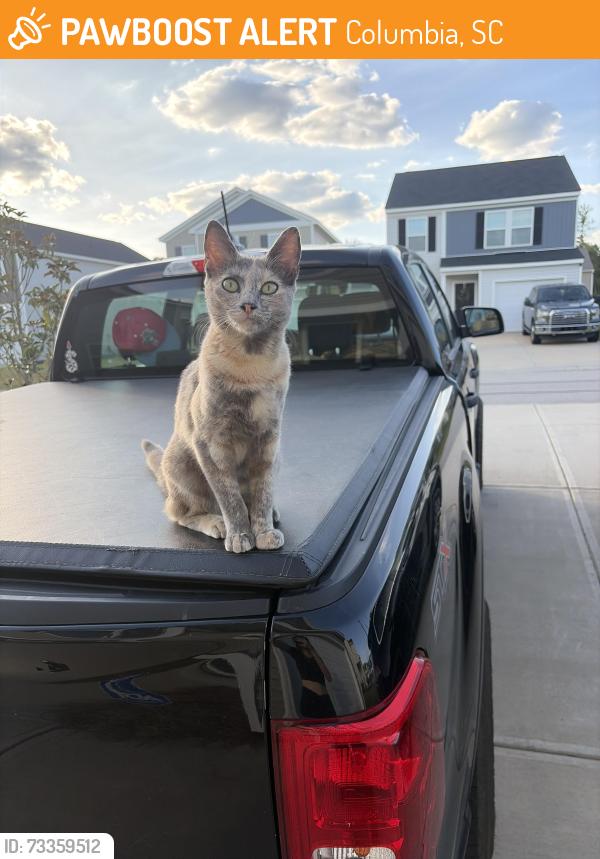 Found/Stray Unknown Cat last seen Near Mapleton drive, Columbia, SC 29223