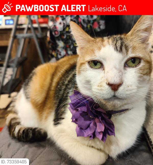 Lost Female Cat last seen Space 24, Lakeside, CA 92040
