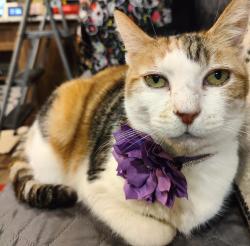 Lost Female Cat last seen Space 24, Lakeside, CA 92040