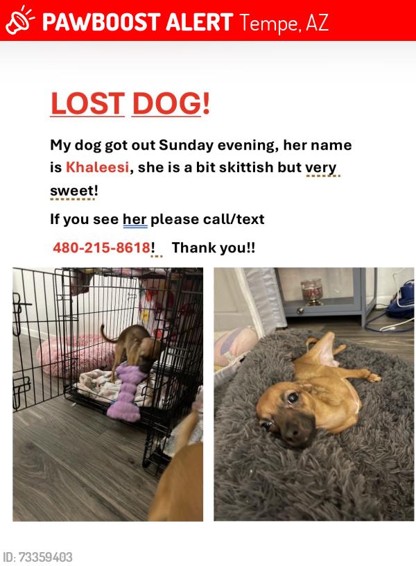 Lost Female Dog last seen University and the 101., Tempe, AZ 85288