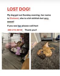 Lost Female Dog last seen University and the 101., Tempe, AZ 85288