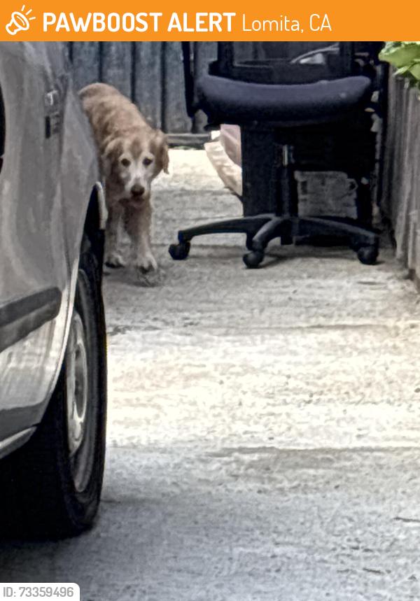 Found/Stray Unknown Dog last seen Pennsylvania Ave and pch, Lomita, CA 90717