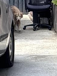 Found/Stray Unknown Dog last seen Pennsylvania Ave and pch, Lomita, CA 90717