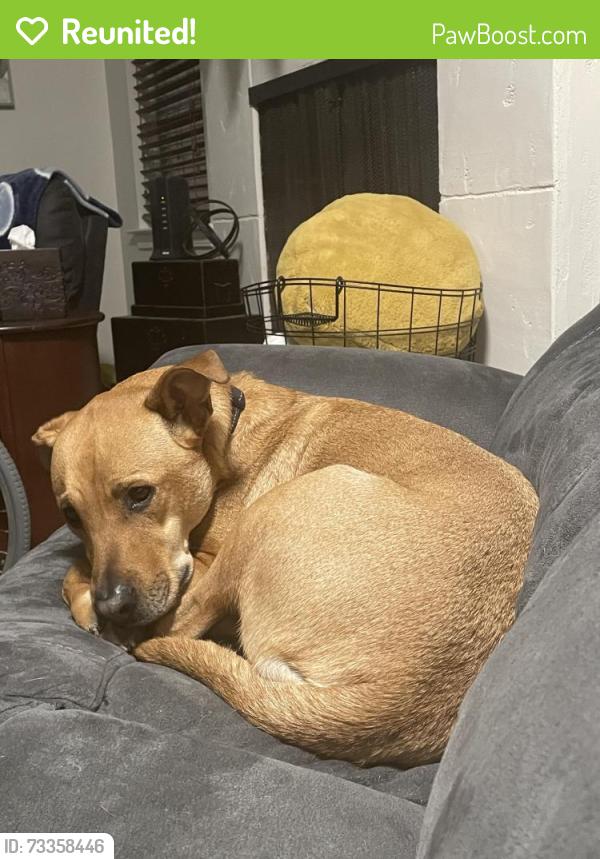 Reunited Male Dog last seen Carmichael Park, Carmichael, CA 95608