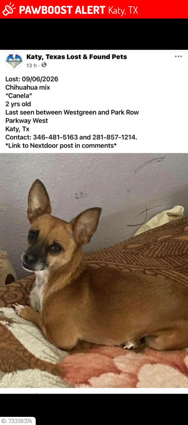 Lost Female Dog last seen Westgreen and park row, Katy, TX 77449