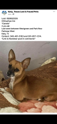 Lost Female Dog last seen Westgreen and park row, Katy, TX 77449