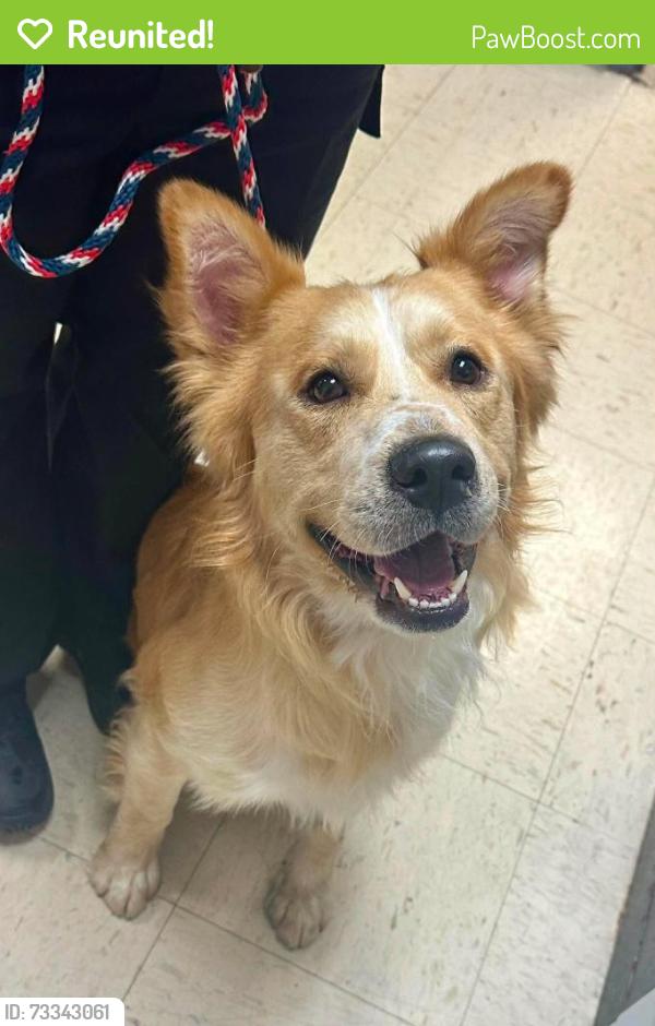 Reunited Male Dog last seen Seal and Territorial, Saint Paul, MN 55114